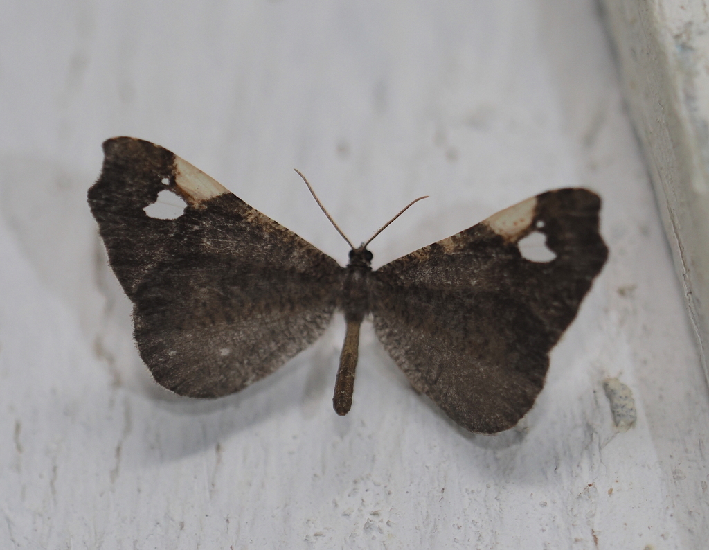 Macrosoma subornata