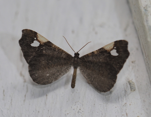 Macrosoma subornata