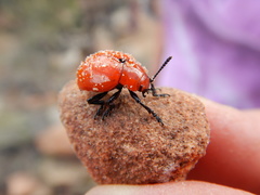 Leptinotarsa rubiginosa