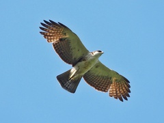 Rufous-Bellied Eagle photo 3