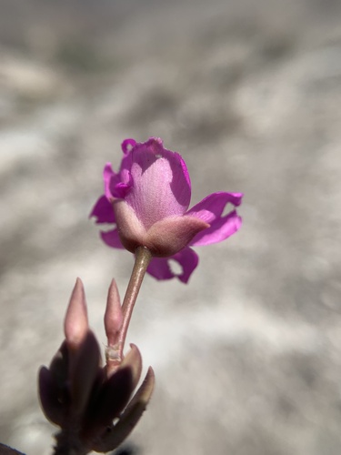 Grahamia coahuilensis