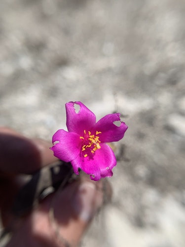 Grahamia coahuilensis