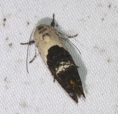 Hypertropha chlaenota