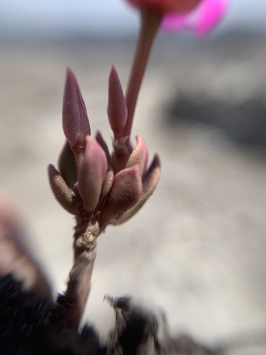 Grahamia coahuilensis