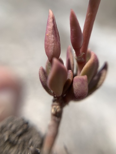 Grahamia coahuilensis