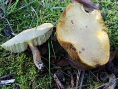 Suillus hirtellus