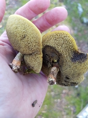 Suillus hirtellus