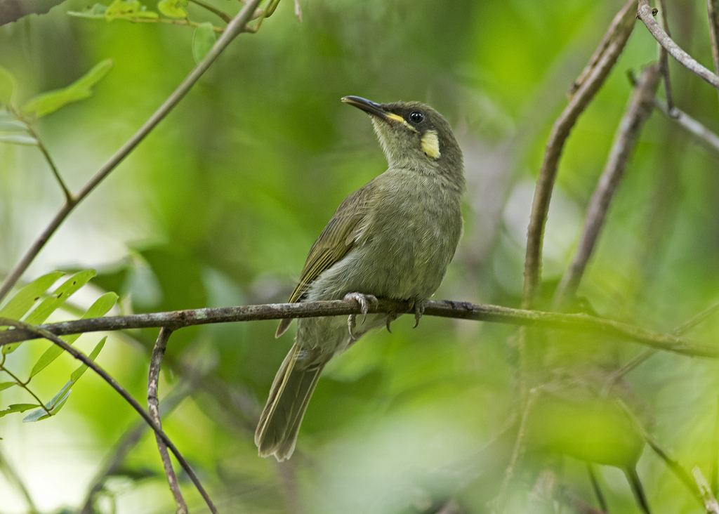 Spotted Honeyeater photo