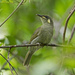 Yellow-spotted Honeyeater - Photo (c) Steve Murray, some rights reserved (CC BY-NC), uploaded by Steve Murray