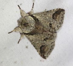 Antithemerastis acrobela