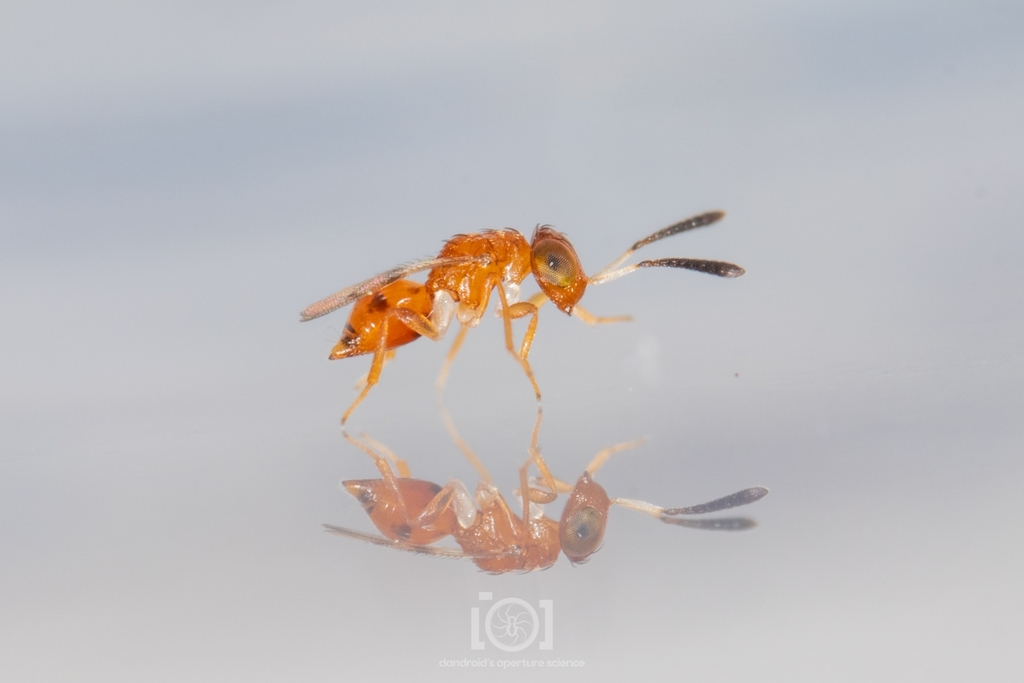 Netomocera meridionalis