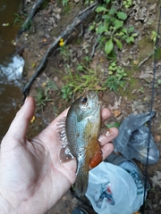 Lepomis miniatus