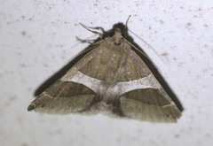 Dysgonia constricta