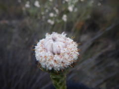 Leucadendron concavum