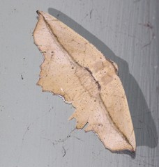 Polyacme dissimilis