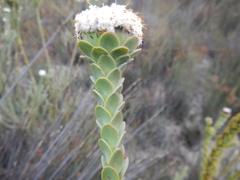 Leucadendron concavum