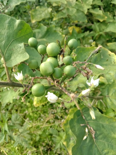 Solanum torvum iNat (3)