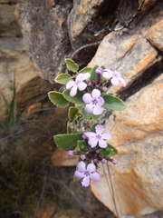 Teedia pubescens