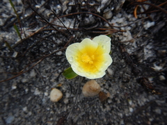Moraea galaxia