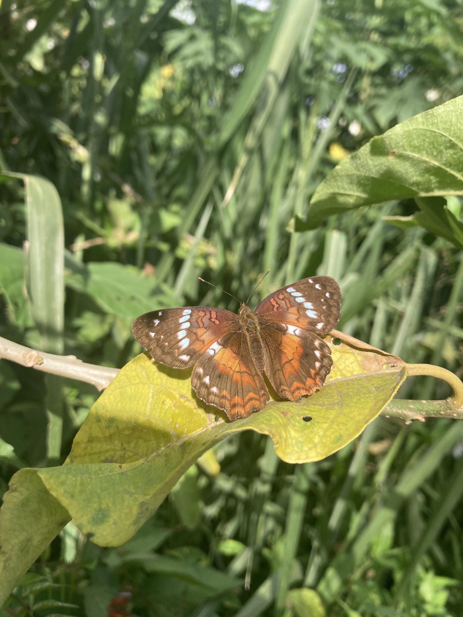 Anartia amathea image