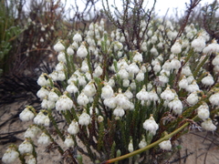 Erica senilis