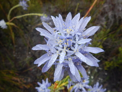 Lachnaea filamentosa