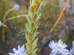 Lachnaea filamentosa