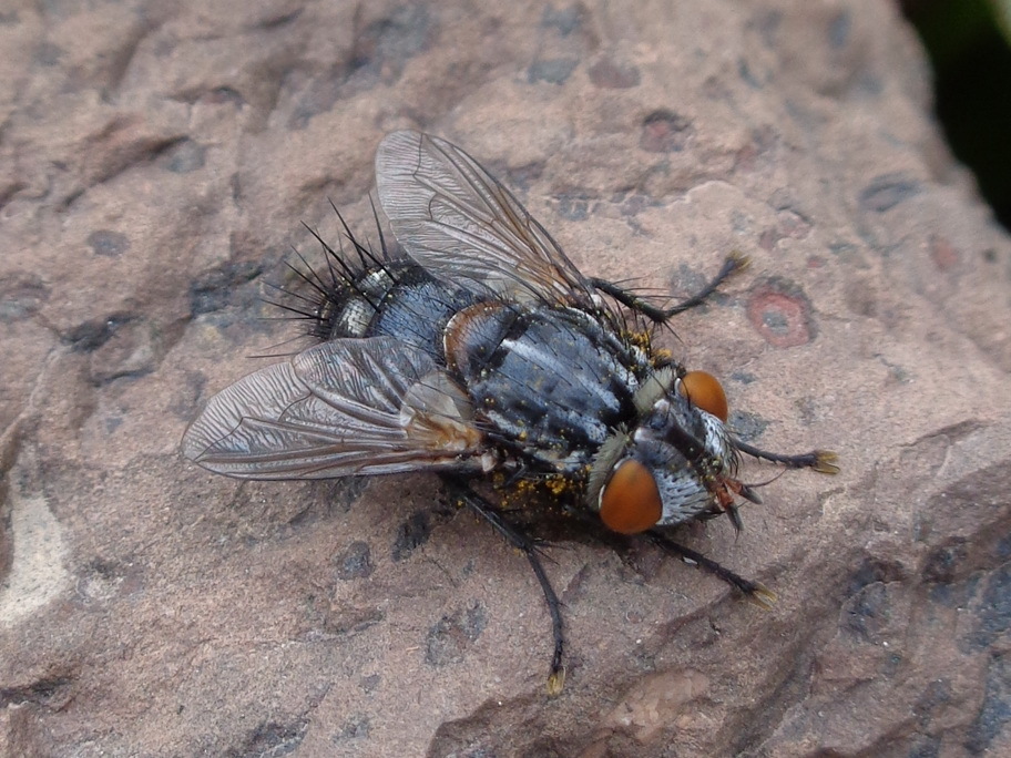 Araucosimus