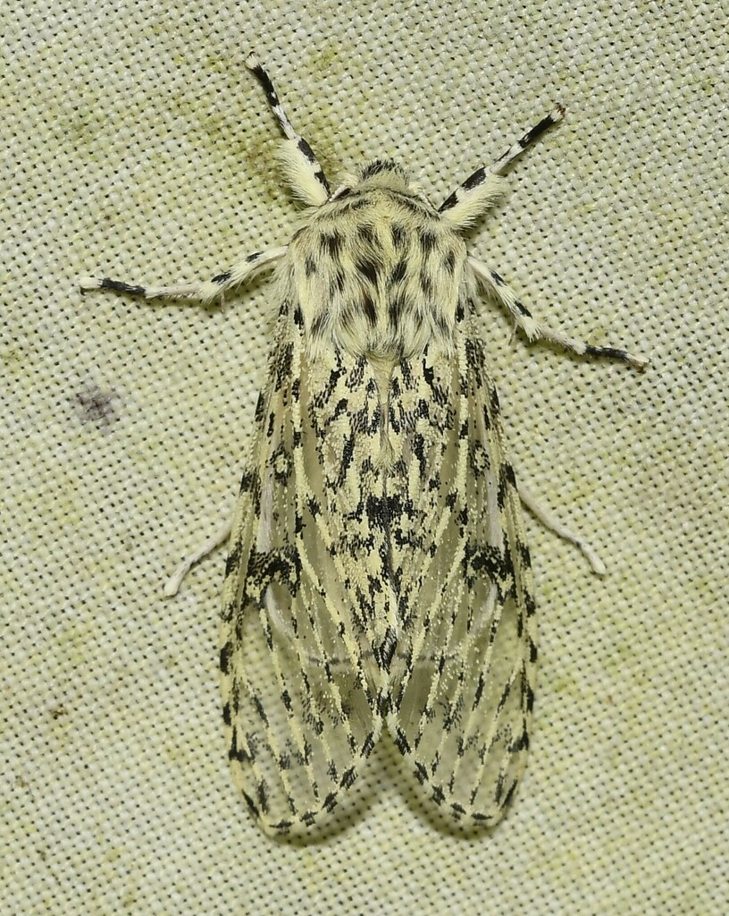 Oculicattus
