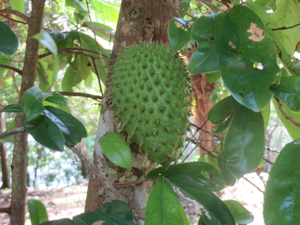 Soursop (Annona muricata) - Botanical Realm