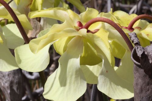 Pale Pitcher Plant