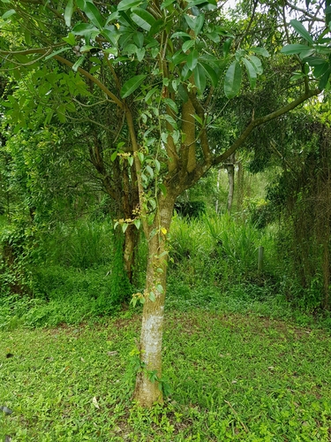 Image of Cissus hastata by (c) pbsg, some rights reserved (CC BY)