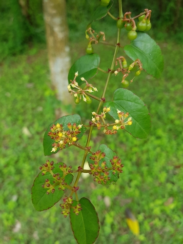 Image of Cissus hastata by (c) pbsg, some rights reserved (CC BY)