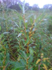 Salix lucida