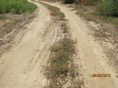 Centromadia parryi australis