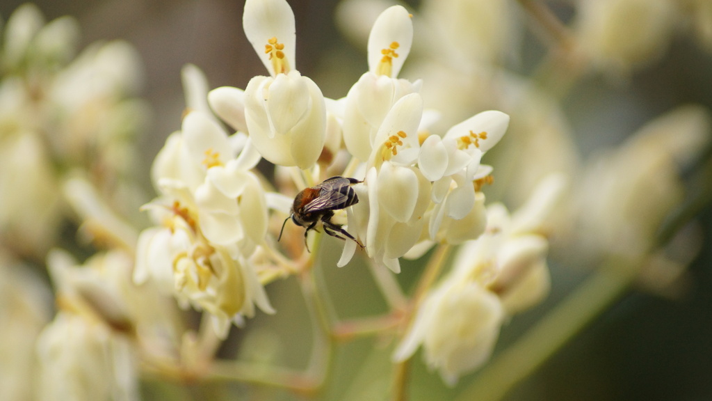 Anthophora tricolor