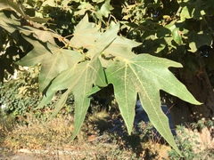 Platanus racemosa