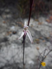 Disa inflexa