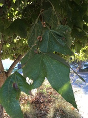 Platanus racemosa