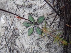 Disa inflexa