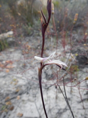 Disa inflexa