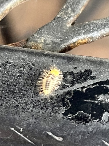 Steelblue Lady Beetle