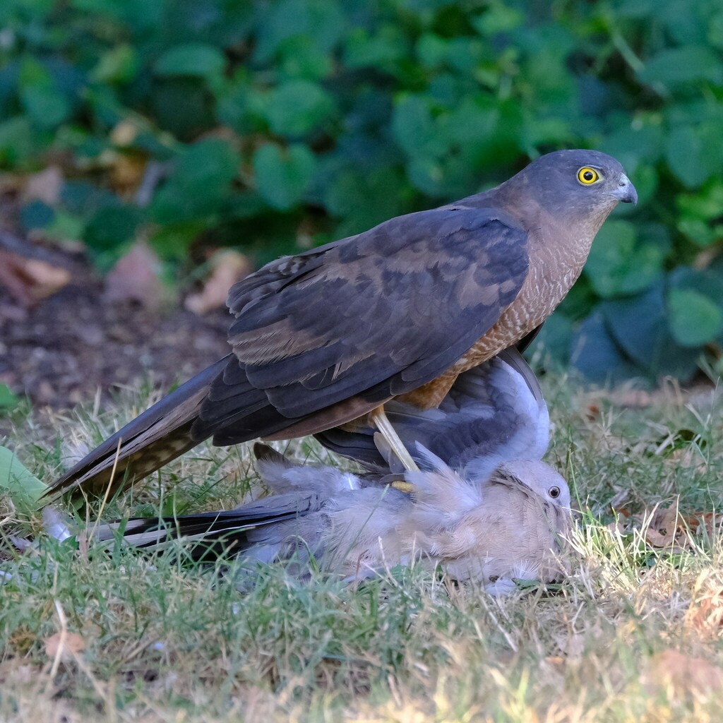 Collared Sparrowhawk