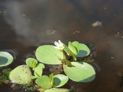 Bacopa rotundifolia