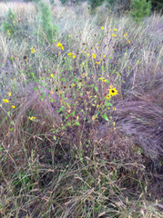 Helianthus debilis