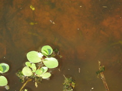 Bacopa rotundifolia