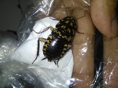 Neostylopyga rhombifolia