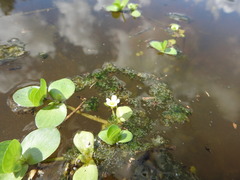 Bacopa rotundifolia