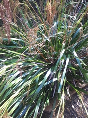 Machaerina sinclairii