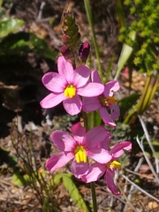 Ixia scillaris